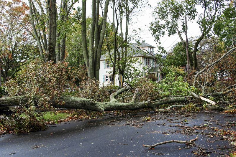 Fallen Trees and Debris